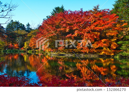 信州輕井澤的秋天－雲場池的秋葉 132866270