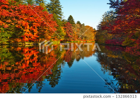 信州輕井澤的秋天-雲場池的秋葉 信州輕井澤的秋天-雲場池的秋葉 132866313