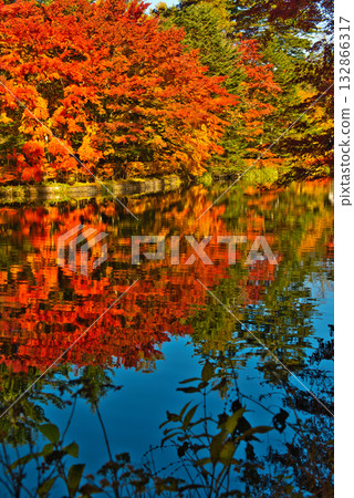 Autumn in Karuizawa, Shinshu - Autumn leaves at Kumoba Pond Autumn in Karuizawa, Shinshu - Autumn leaves at Kumoba Pond 132866317