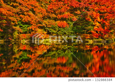信州輕井澤的秋天-雲場池的秋葉 信州輕井澤的秋天-雲場池的秋葉 132866384