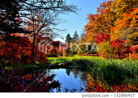信州輕井澤的秋天-雲場池的秋葉 信州輕井澤的秋天-雲場池的秋葉 132866457