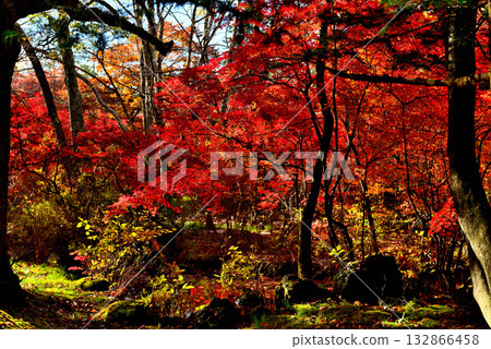 Autumn in Karuizawa, Shinshu - Autumn leaves at Kumoba Pond Autumn in Karuizawa, Shinshu - Autumn leaves at Kumoba Pond 132866458