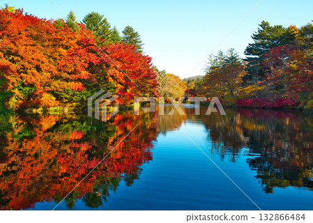 Autumn in Karuizawa, Shinshu - Autumn leaves at Kumoba Pond 132866484