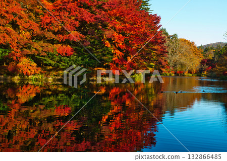 信州輕井澤的秋天－雲場池的秋葉 132866485