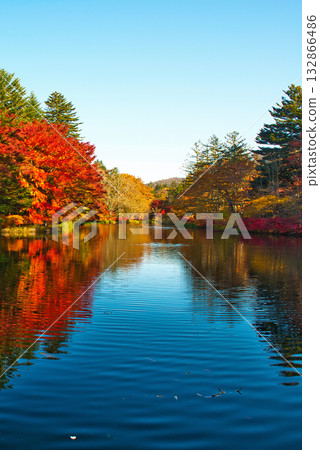信州輕井澤的秋天－雲場池的秋葉 132866486