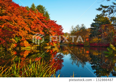 信州輕井澤的秋天-雲場池的秋葉 信州輕井澤的秋天-雲場池的秋葉 132866487