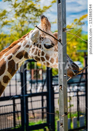 旭川市旭山動物園的長頸鹿 旭川市旭山動物園的長頸鹿 132866544