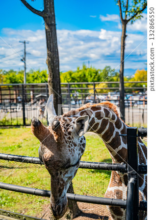 旭川市旭山動物園的長頸鹿 132866550