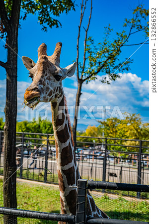 Giraffes at Asahiyama Zoo in Asahikawa 132866552