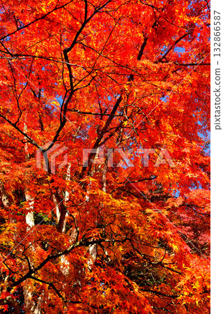 Autumn in Karuizawa, Shinshu - Autumn leaves at Kumoba Pond Autumn in Karuizawa, Shinshu - Autumn leaves at Kumoba Pond 132866587