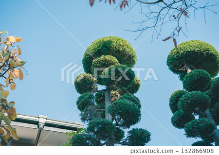 花園 院子 修剪 132866908