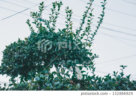 花園 院子 修剪 132866929