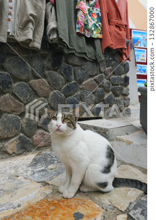Cat of Santorini, Greece Cat of Santorini, Greece 132867000