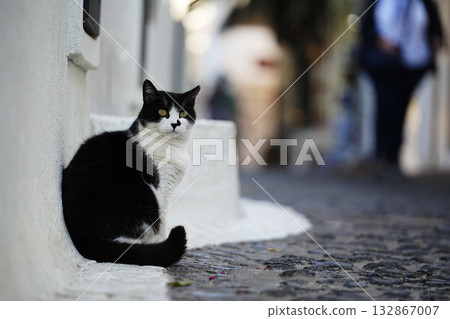 Cat of Santorini, Greece 132867007