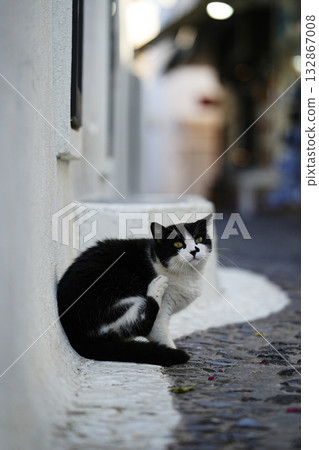 希臘聖托里尼的貓 132867008