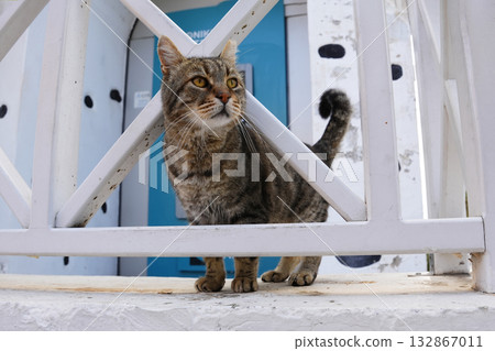 希臘聖托里尼的貓 希臘聖托里尼的貓 132867011