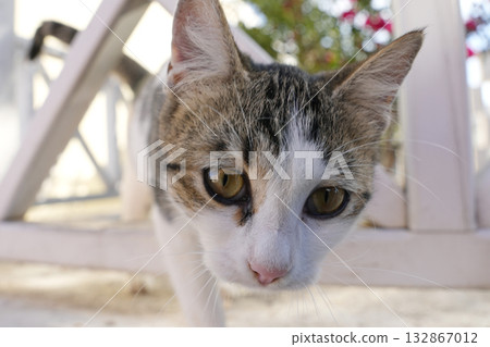 希臘聖托里尼的貓 希臘聖托里尼的貓 132867012