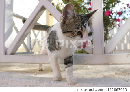 希臘聖托里尼的貓 希臘聖托里尼的貓 132867013