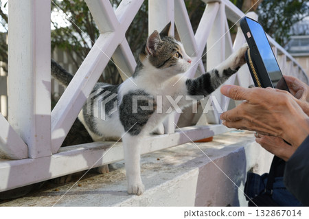 希臘聖托里尼的貓 希臘聖托里尼的貓 132867014