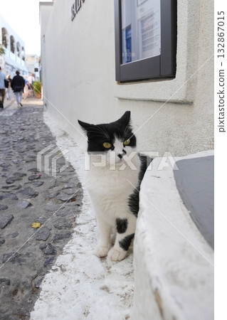 Cat of Santorini, Greece 132867015