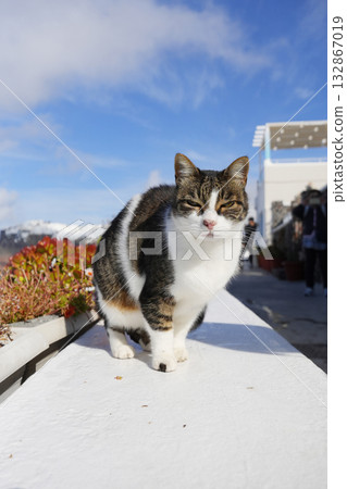 Cat of Santorini, Greece 132867019