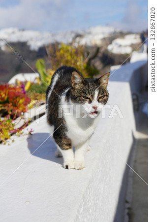 Cat of Santorini, Greece Cat of Santorini, Greece 132867020