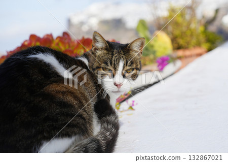 Cat of Santorini, Greece Cat of Santorini, Greece 132867021