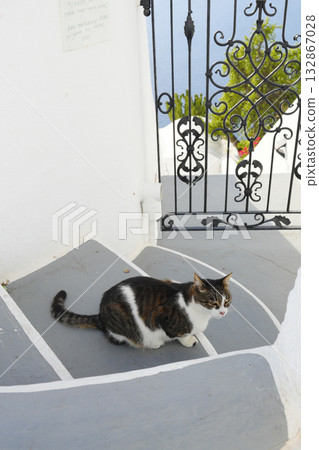 Cat of Santorini, Greece Cat of Santorini, Greece 132867028