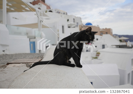 Cat of Santorini, Greece Cat of Santorini, Greece 132867041