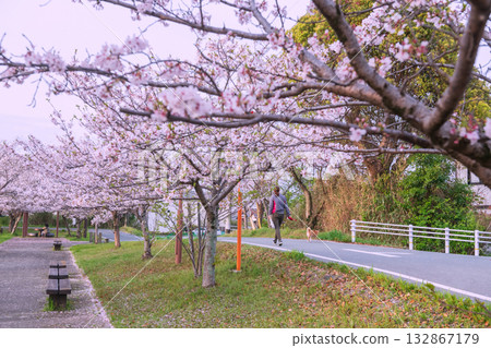 woman walk with shiba inu dog at park with pink cherry blossom 132867179