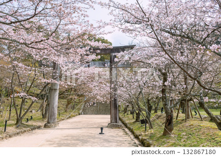 Pink cherry blossom tunnel at torii gate of Homangu Kamado shrine, Fukuoka 132867180