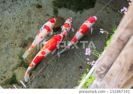 colorful carp koi fish at Shimeiso in Koi no Mizube Michi, Shimabara 132867191