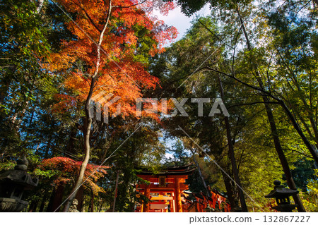 Fall red maple leaf in forest by big Torii gates in Fushimi Inari, Kyoto 132867227