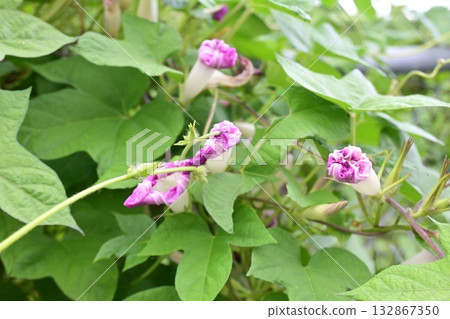 牽牛花的花苞在綠葉的蔭下含苞待放。 牽牛花的花苞在綠葉的蔭下含苞待放。 132867350