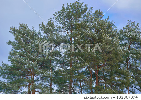 Winter calm mood. Peace quiet in a winter forest with pine trees Winter calm mood. Peace quiet in a winter forest with pine trees 132867374