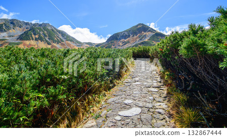 富山縣立山黑部阿爾卑斯山脈路線室堂平的一條步道，兩旁種滿了秋天變紅的松樹 132867444