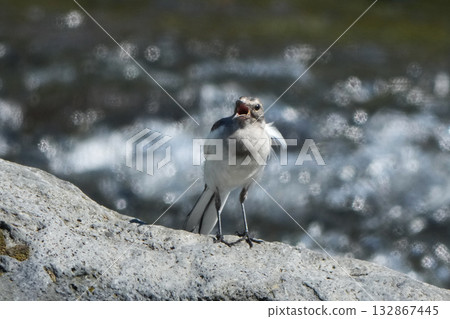 黑背w 黑背w 132867445