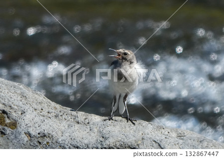 Black-backed wagtail Black-backed wagtail 132867447