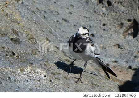 Black-backed wagtail Black-backed wagtail 132867460