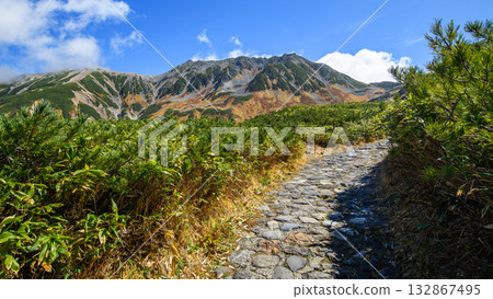 A walking path lined with pine trees turning red in autumn at Murododaira, Tateyama Kurobe Alpine Route, Toyama Prefecture 132867495