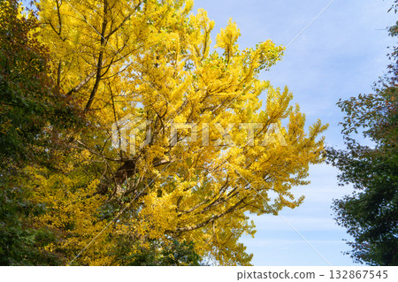 Ginkgo trees at Konpiradai Park (Mount Takao) Ginkgo trees at Konpiradai Park (Mount Takao) 132867545