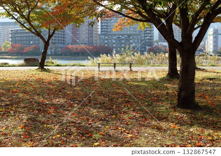Autumn scenery of a park along the Seta River and apartment buildings on the opposite bank Autumn scenery of a park along the Seta River and apartment buildings on the opposite bank 132867547