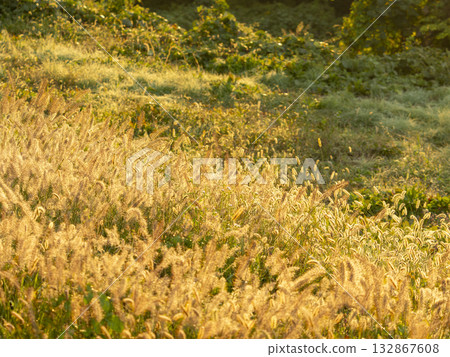 Landscape of a field shining in the morning sun 132867608