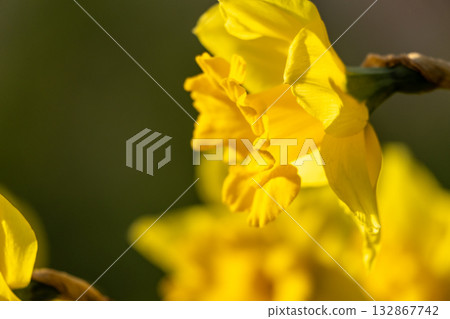 A bunch of yellow flowers with a blurry background. The flowers are in full bloom and are the main focus of the image. A bunch of yellow flowers with a blurry background. The flowers are in full bloom and are the main focus of the image. 132867742