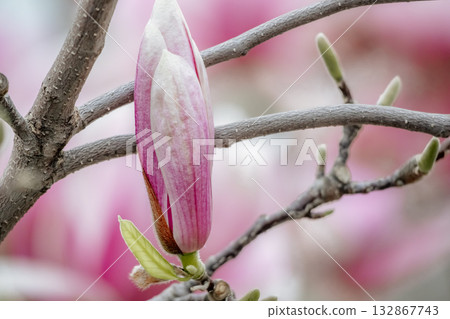 Magnolia Sulanjana flowers with petals in the spring season. beautiful pink magnolia flowers in spring, selective focusing. Magnolia Sulanjana flowers with petals in the spring season. beautiful pink magnolia flowers in spring, selective focusing. 132867743