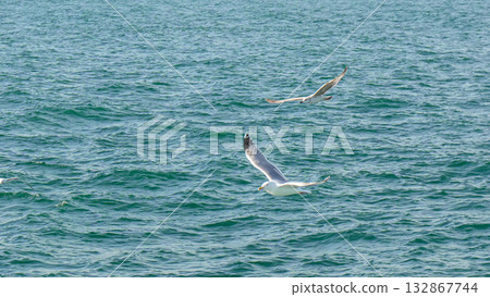 Seagulls Flight Ocean Wildlife: Coastal birds soaring over sea during daytime hunting. Seagulls Flight Ocean Wildlife: Coastal birds soaring over sea during daytime hunting. 132867744