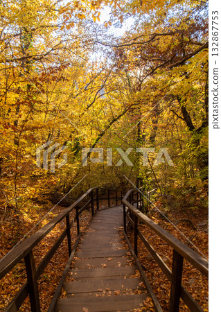 Autumn forest stairs winding wooden path descending through vibrant golden autumn leaves 132867753