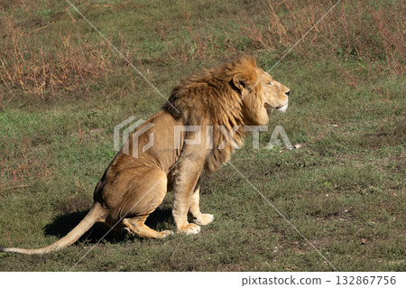 Lion Grass Field Sitting Resting Lion Grass Field Sitting Resting 132867756