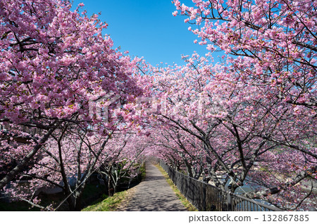 Early spring scenery in Izu, Kawazu cherry blossoms 132867885