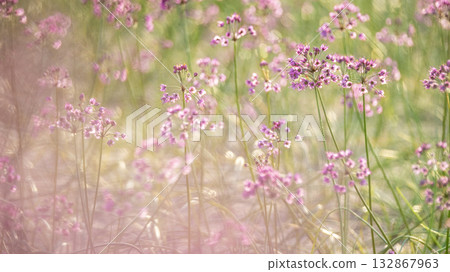 鳥取縣落京花北榮町 鳥取縣落京花北榮町 132867963